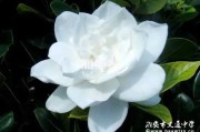 梦见栀子，预示美好与希望的象征
