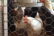 梦见成群鸡，预示着什么？解梦解析与现实意义
