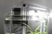 桌面鱼缸，如何在家中打造美观又健康的水族室