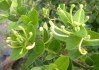 6月30日生肖蛇运势，智慧与决策的双重考验