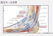 脚踝的解析，从足部健康到整体运势