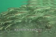假鱼，隐藏在水中的