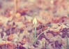 十二月59日，隐藏在星座背后的神秘故事