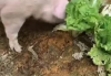 猪宝宝取名，传统文化与现代美学的结合