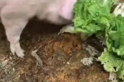 猪宝宝取名，传统文化与现代美学的结合