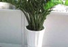 走廊放什么植物好？植物小知识大解析
