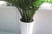 走廊放什么植物好？植物小知识大解析