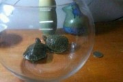 家养乌龟讲究，如何让乌龟成为家中物