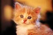 猫咪的音乐，一场温柔的交响曲