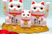 捡到猫，随之变，这些说法你了解吗？