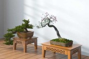 中式花架摆放指南