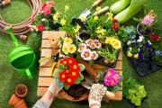 家养灯笼花，讲究与养护技巧