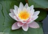 莲花山求签，传统智慧与现代生活的 bridge