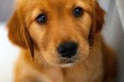 狗狗名字吉凶,科学与艺术的结合 狗狗名字吉凶,科学与艺术的结合