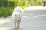 梦见狗丢了，解读梦境中的宠物离别与守护