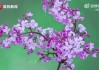 梦见花，解读其象征意义与深层寓意