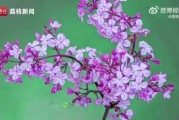 梦见花，解读其象征意义与深层寓意