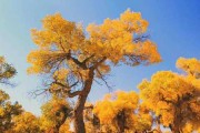 阿拉善最准算命地点TOP10