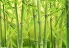竹子，Chinese Cultures Symbol of Resilience and Good Fortune