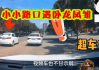 路口遇白猫，预兆与解梦的深层解析