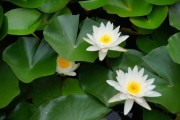 白莲算命先生，身份、故事与传说