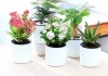 新居入室，选择适合的花卉提升居住
