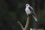 鸢字取名的吉凶解析与寓意