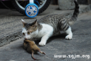 梦见被猫缠住到底是什么意思？周公解梦解析