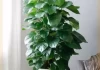 屋内绿植忌讳什么颜色