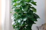 屋内绿植忌讳什么颜色