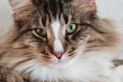 猫狗也能测吉凶？houses的神秘方法