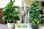 家庭绿萝讲究，绿意盎然，招财进宝的植物布局指南