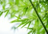 竹叶曳，愿意算命求签的心里