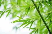 竹叶曳，愿意算命求签的心里