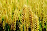 麦玲玲八字测算，准吗？真实用户评价解析