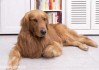 金毛犬与算命，误解与真相