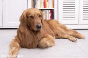 金毛犬与算命，误解与真相