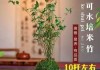 米竹的禁忌与植物搭配解析