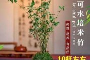 米竹的禁忌与植物搭配解析
