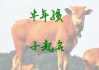 属牛男孩取名指南，如何为男宝宝起一个寓意深远的名字