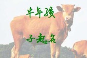 牛宝宝姓邱取名技巧，寓意深远的名字推荐