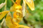 一、兰花颜色禁忌