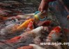 梦见自己买鱼，周公解梦的启示与生活智慧
