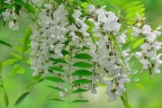 槐花香里话解梦，解析梦见买槐花的预兆