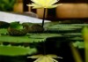 茉香远,求签近—从茱萸寺看传统求签仪式及其现代意义