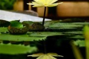 茉香远,求签近—从茱萸寺看传统求签仪式及其现代意义