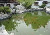 池塘养龟讲究，选择、布局与养护之道