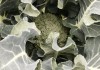 菜桌旁的花卉，中的重要选择