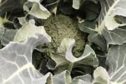 菜桌旁的花卉，中的重要选择