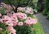 前门种花旺，花香满